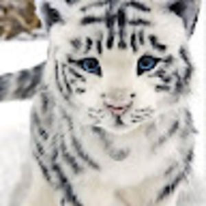 Meet your Posher, Veronica